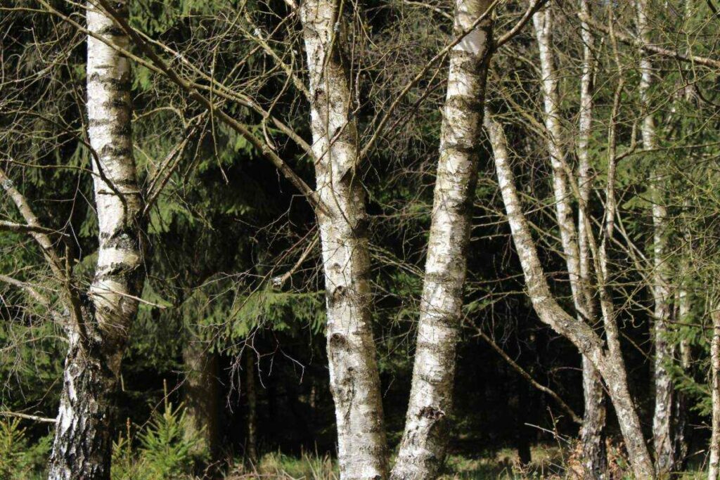 Meditativer Baumspaziergang - Bewusst-Sein
