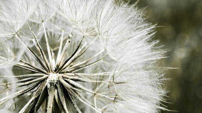 Intuitive Phytotherapie   -  - 2017-11-17