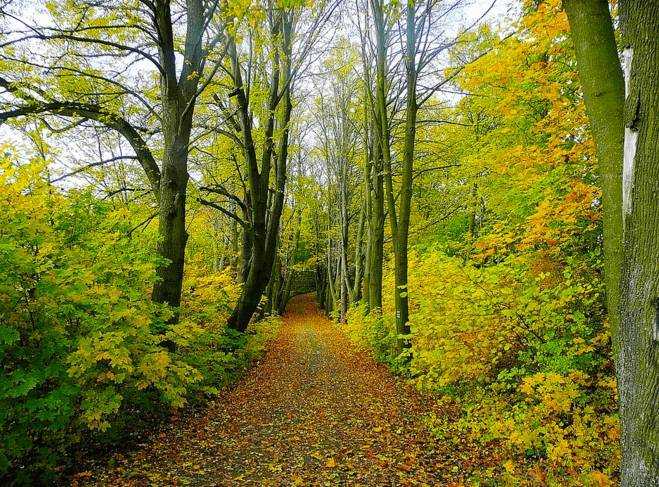 Der Wald als Spiel- und Erfahrungsraum - Eine Praxis-Werkstatt zur Förderung der Selbstachtung - 2018-05-02