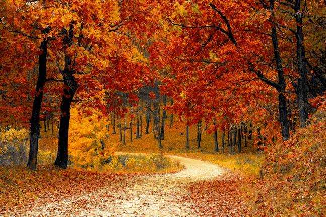 Herbst: Balance und Loslassen -  - 2017-11-03