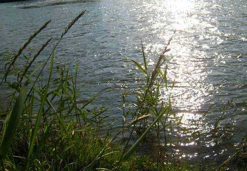 "Meditation mit Bäumen und am Wasser" - Meditation am Wasser und mit Bäumen an der wunderschönen Isar. - 2017-06-25