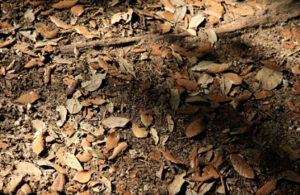 Carmen Dettendorfer 8 Carmen Dettendorfer